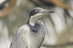 Black-headed Heron